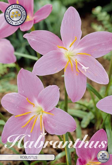 Habranthus 'Robustus' - 10 blomsterløk av habranthus