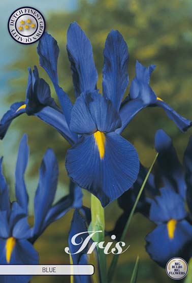 Iris Hollandica blå - 10 blomsterløk av iris