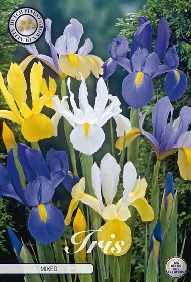 Iris Hollandica fargemiks - 10 blomsterløk av iris