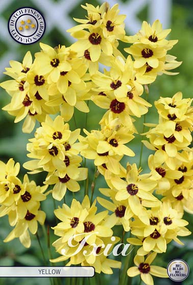 Ixia gul - 15 blomsterløk av ixia