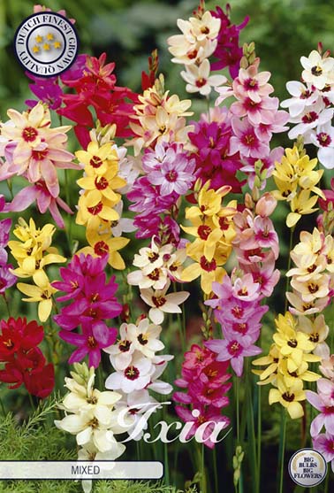 Ixia fargemiks - 15 blomsterløk av ixia