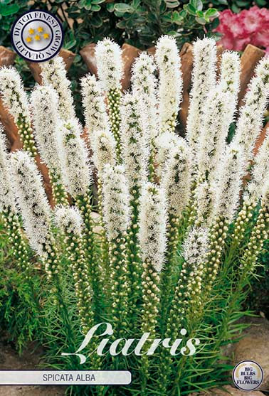Liatris 'Spicata Alba' - 10 blomsterløk av liatris (søyleblomst)