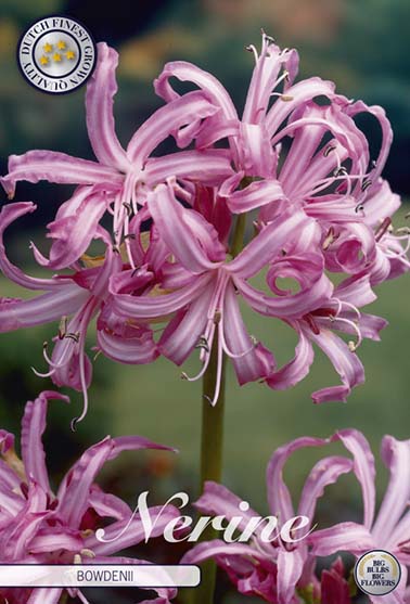 Nerine 'Bowdenii' - 2 blomsterløk av nerine