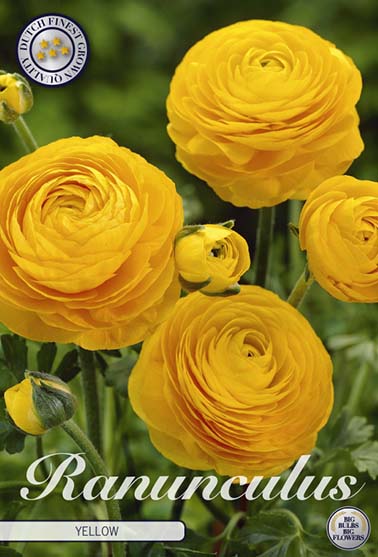 Ranunkel gul - 10 blomsterløk av ranunkel (soleie)