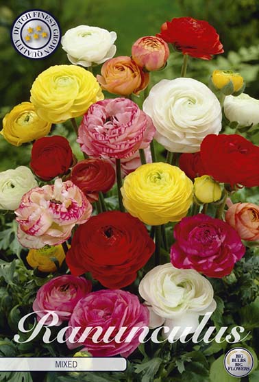 Ranunkel fargemiks - 10 blomsterløk av ranunkel (soleie)