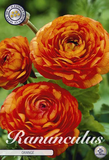 Ranunkel oransje - 10 blomsterløk av ranunkel (soleie)