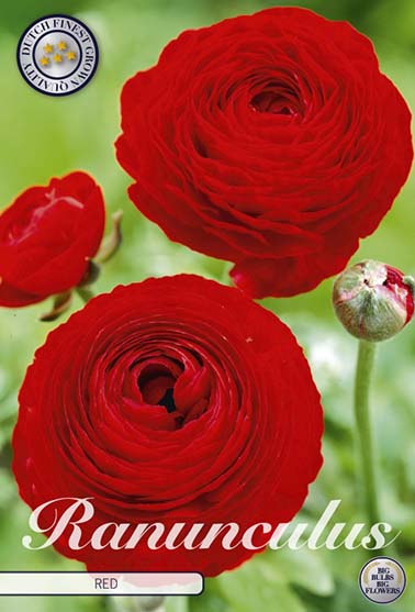 Ranunkel rød - 10 blomsterløk av ranunkel (soleie)