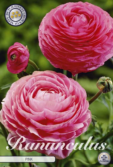 Ranunkel rosa - 10 blomsterløk av ranunkel (soleie)