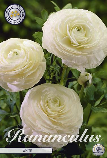 Ranunkel hvit - 10 blomsterløk av ranunkel (soleie)