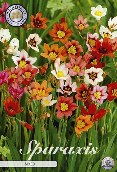 Sparaxis fargemiks - 20 blomsterløk av sparaxis