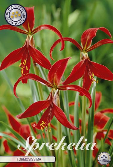 Sprekelia 'Formosissima' - 1 blomsterløk av sprekelia