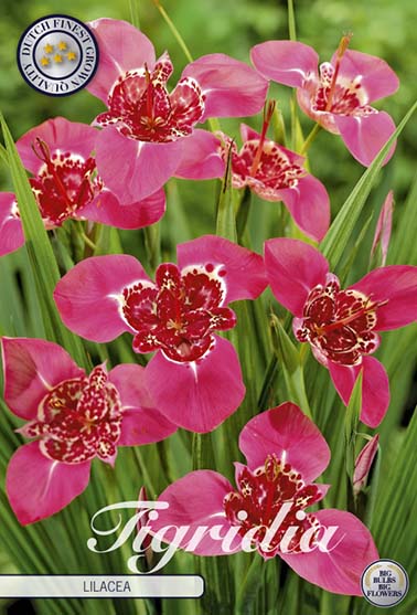 Tigridia 'Lillacea' - 10 blomsterløk av tigridia