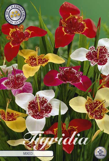 Tigridia Pavona fargemiks - 10 blomsterløk av tigridia