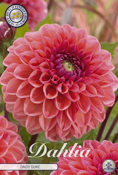 Dahlia 'Daisy Duke' - 1 stk. georgineknoll