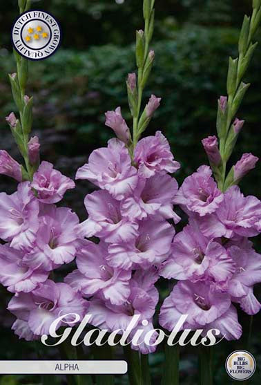 Gladiolus 'Alpha' - 10 stk. blomsterløk av gladiol