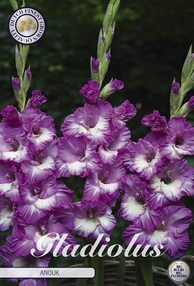 Gladiolus 'Anouk' - 10 stk. blomsterløk av gladiol