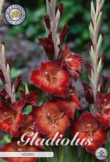 Gladiolus 'Azurro' - 10 stk. blomsterløk av gladiol