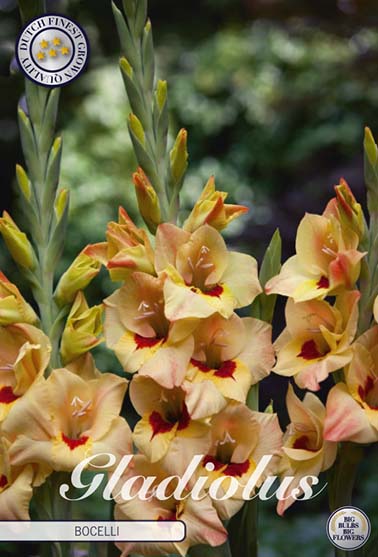 Gladiolus 'Bocelli' - 10 stk. blomsterløk av gladiol