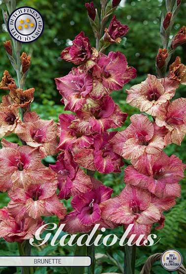 Gladiolus 'Brunette' - 10 stk. blomsterløk av gladiol