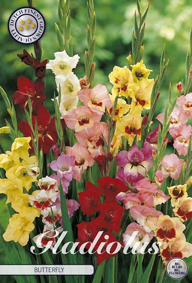 Gladiolus 'Butterfly' - 10 stk. blomsterløk av gladiol