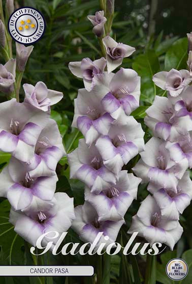 Gladiolus 'Candor Pasa' - 10 stk. blomsterløk av gladiol