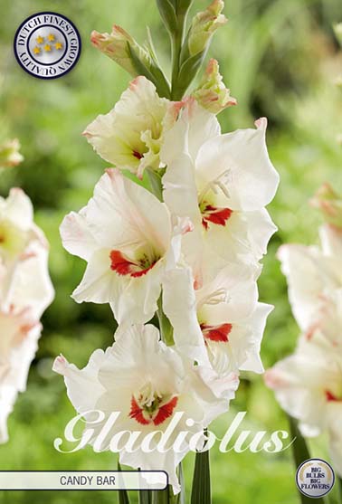 Gladiolus 'Candy Bar' - 10 stk. blomsterløk av gladiol