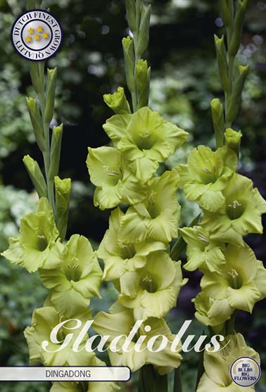 Gladiolus 'Dingadong' - 10 stk. blomsterløk av gladiol