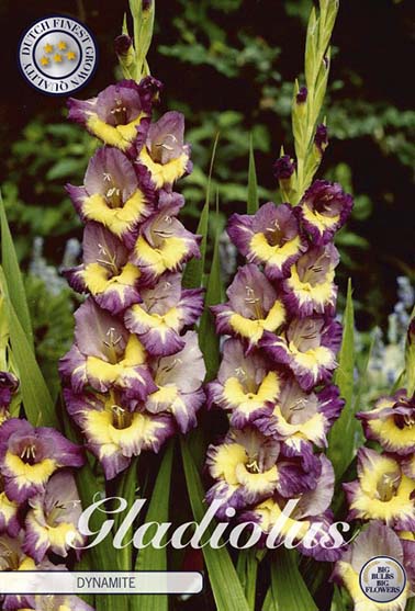 Gladiolus 'Dynamite' - 10 stk. blomsterløk av gladiol