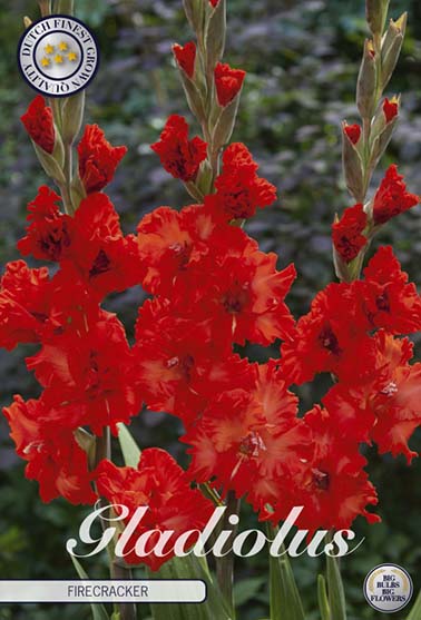 Gladiolus 'Firecracker' - 10 stk. blomsterløk av gladiol