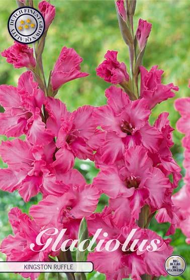 Gladiolus 'Kingston Ruffle' - 10 stk. blomsterløk av gladiol