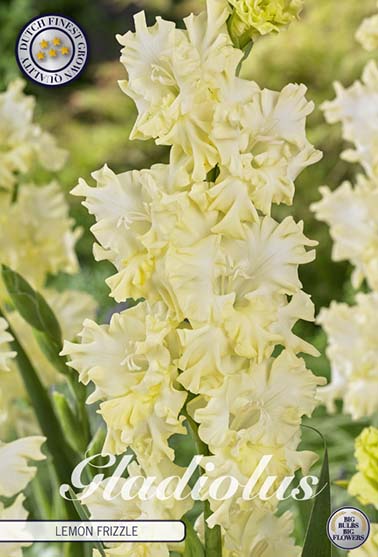 Gladiolus 'Lemon Frizzle' - 10 stk. blomsterløk av gladiol