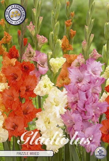 Gladiolus 'Frizzle fargemiks' - 10 stk. blomsterløk av gladiol
