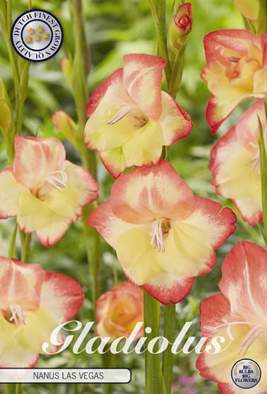 Gladiolus 'Nanus Las Vegas' - 10 stk. blomsterløk av gladiol