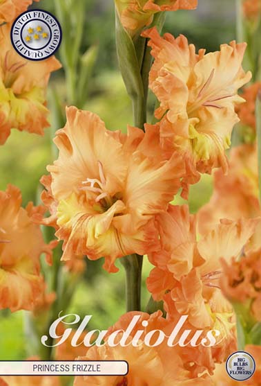 Gladiolus 'Princess Frizzle' - 10 stk. blomsterløk av gladiol