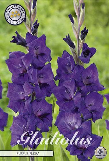 Gladiolus 'Purple Flora' - 10 stk. blomsterløk av gladiol