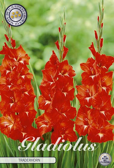 Gladiolus 'Traderhorn' - 10 stk. blomsterløk av gladiol