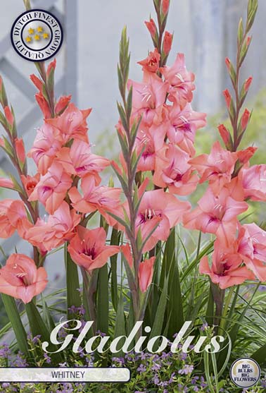 Gladiolus 'Whitney' - 10 stk. blomsterløk av gladiol