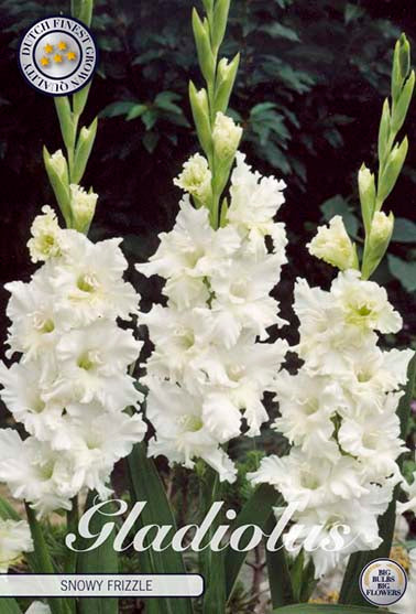 Gladiolus 'Snowy Frizzle' - 10 stk. blomsterløk av gladiol