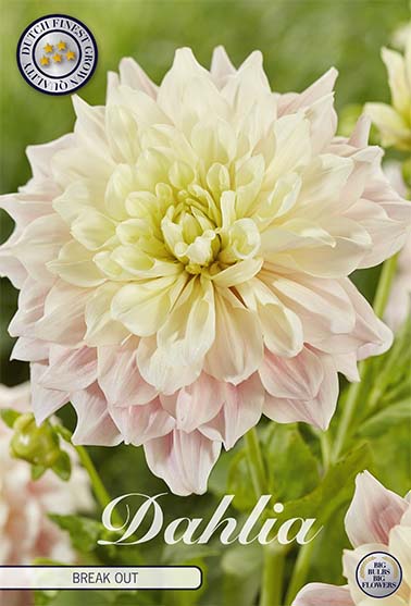 Dahlia 'Break out' - 1 stk. georgineknoll