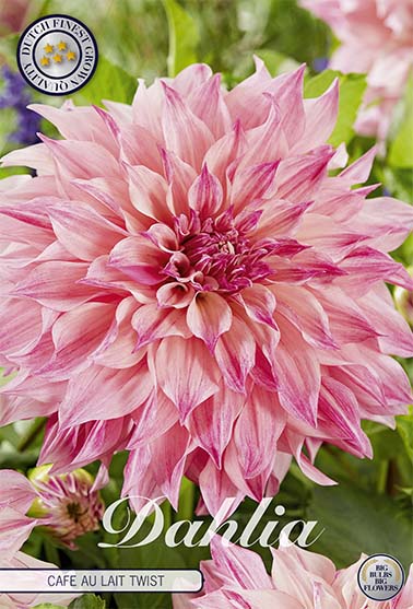 Dahlia 'Cafe Au Lait Twist' - 1 stk. georgineknoll