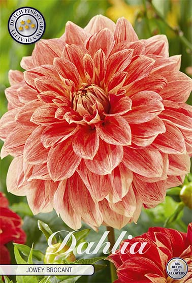 Dahlia 'Jowey Brocant' - 1 stk. georgineknoll