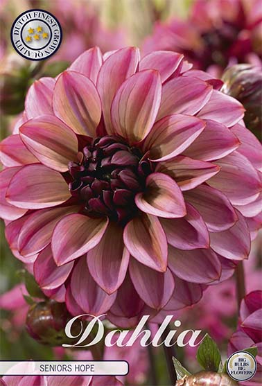 Dahlia 'Senior's Hope' - 1 stk. georgineknoll