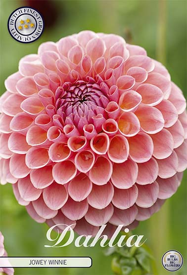 Dahlia 'Jowey Winnie' - 1 stk. georgineknoll