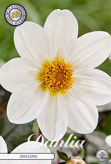 Dahlia 'Dahlegria' - 1 stk. georgineknoll