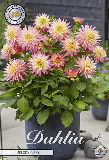 Dahlia 'Melody Gipsy' - 1 stk. georgineknoll