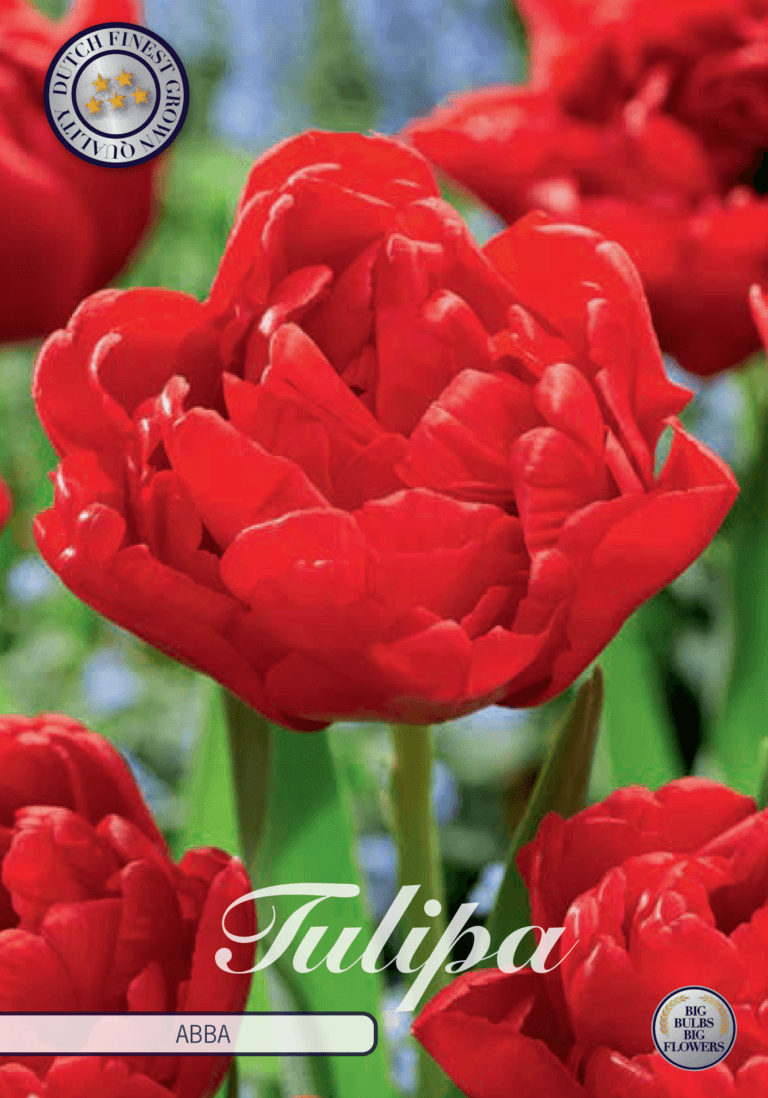 Tulipaner 'Abba' - 7 stk. tulipanløk
