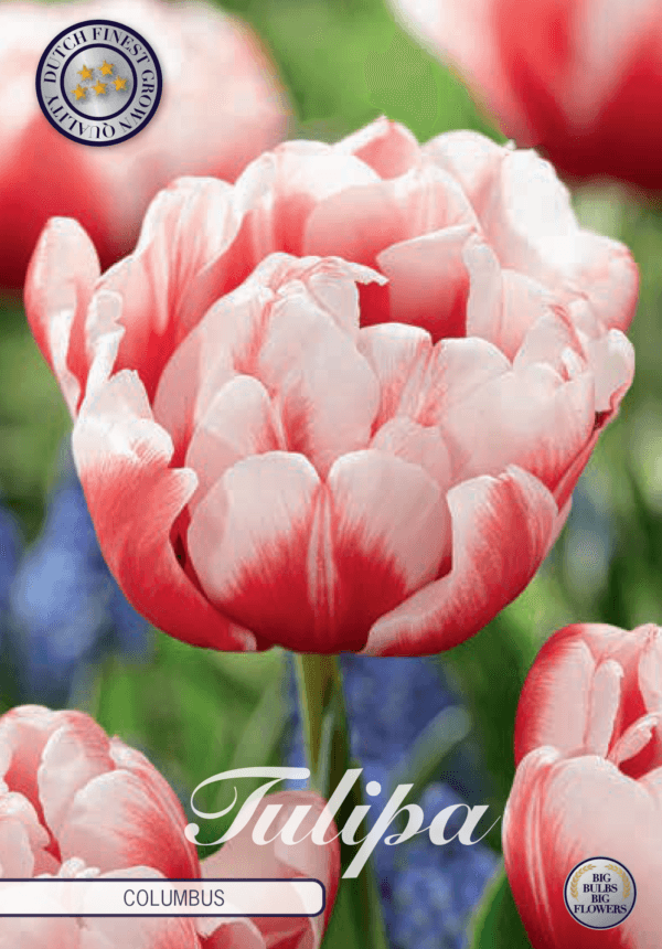 Tulipaner 'Columbus' - 7 stk. tulipanløk
