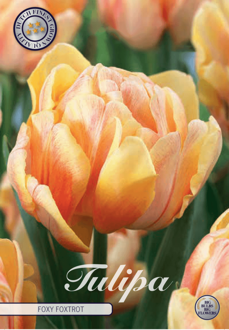 Tulipaner 'Foxy Foxtrot' - 7 stk tulipanløk