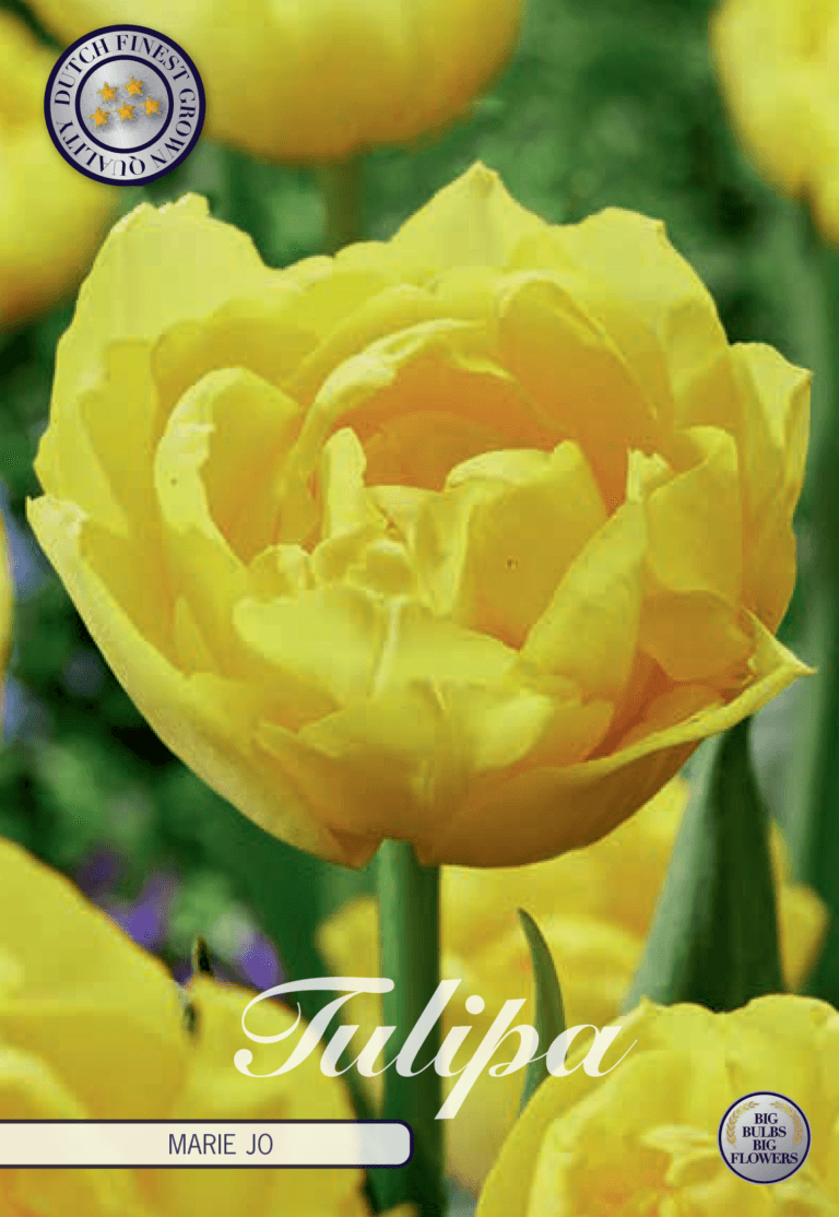 Tulipaner 'Mary Jo' - 7 stk. tulipanløk