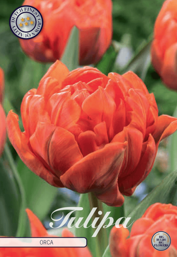 Tulipaner 'Orca' - 7 stk. tulipanløk
